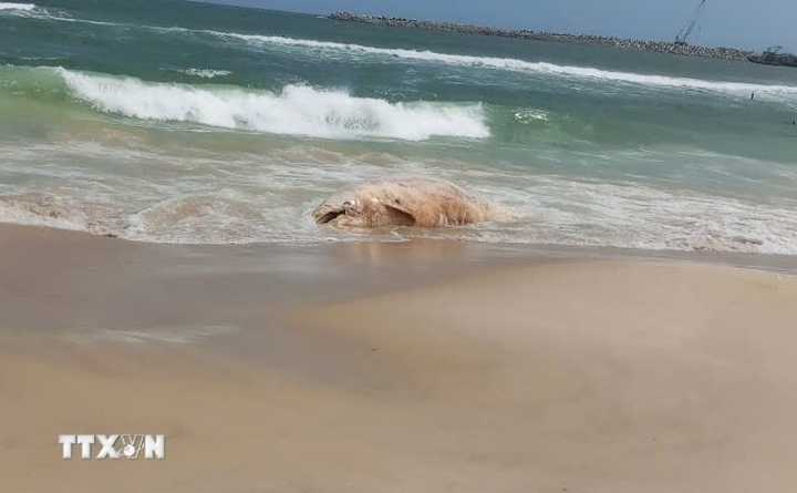 Quang Tri draws up plan to dispose of whale carcass on beach - 1