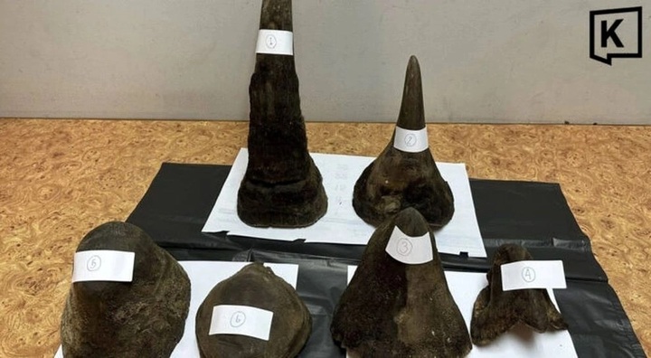 Rhino horn found in Vietnamese passenger’s luggage at Thai airport - 1