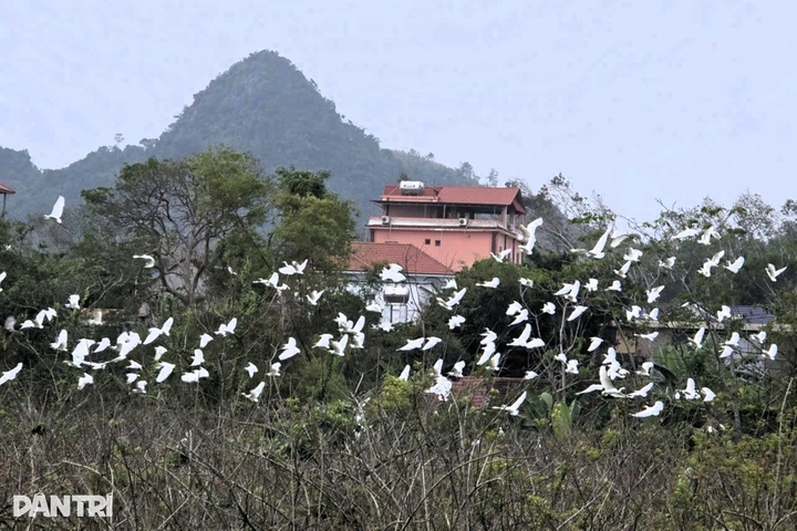 Nghe An man preserves wetland haven for thousands of storks - 1