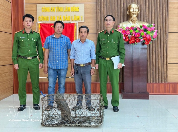 Lam Dong resident hands over rare pangolin to authorities - 1