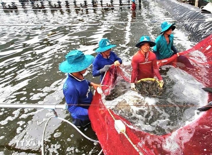 Vietnam's shrimp exports gain dual boost from key markets - 1