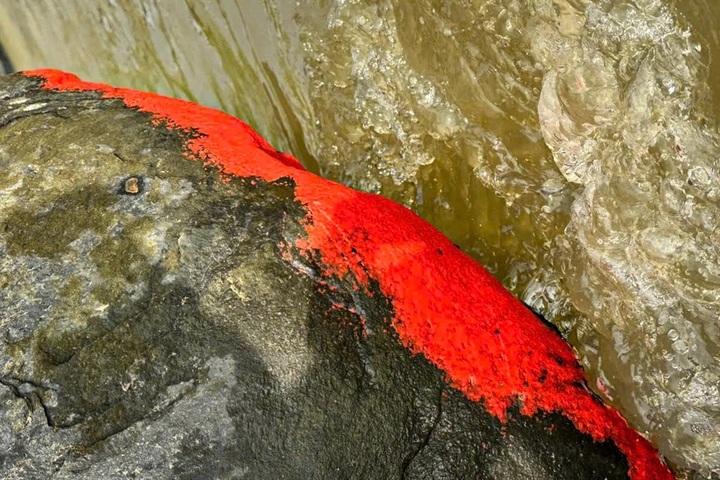 Crowds gather in Danang to see ‘blooming rocks’ - 2