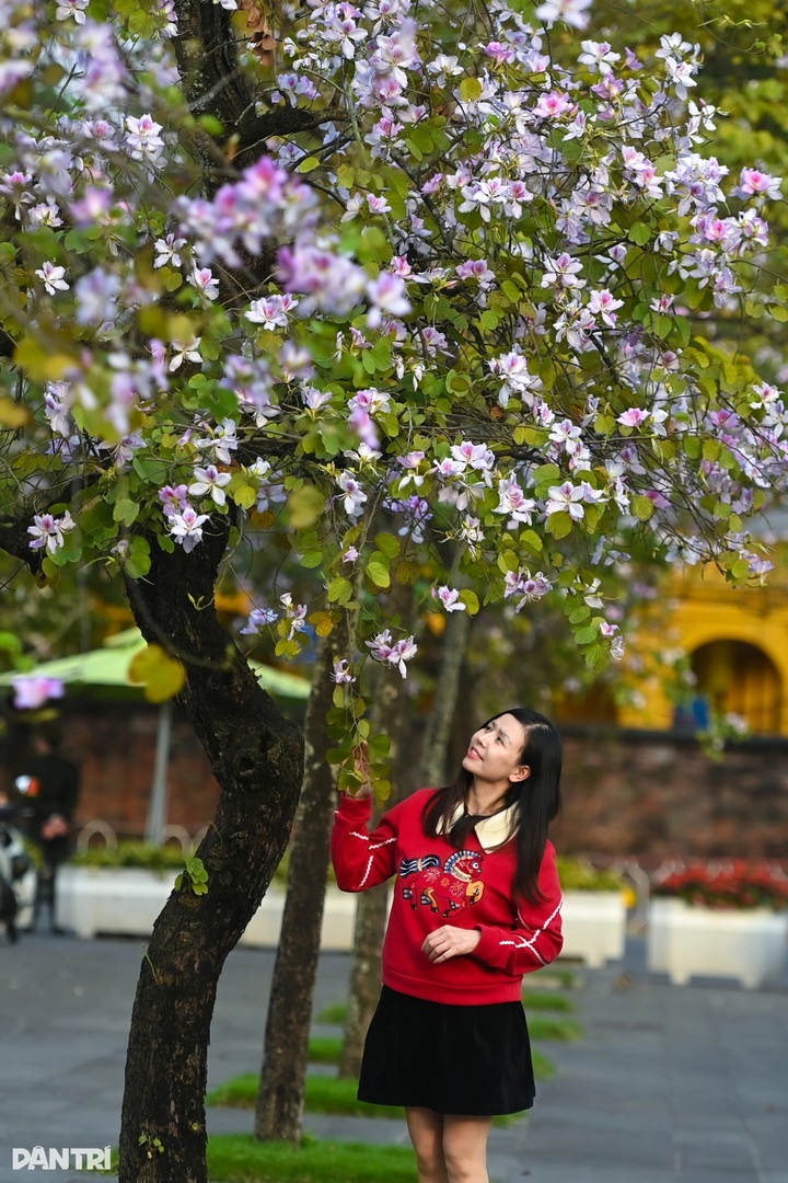 Spring blossoms colour Hanoi streets - 4 Spring blossoms colour Hanoi streets - 4