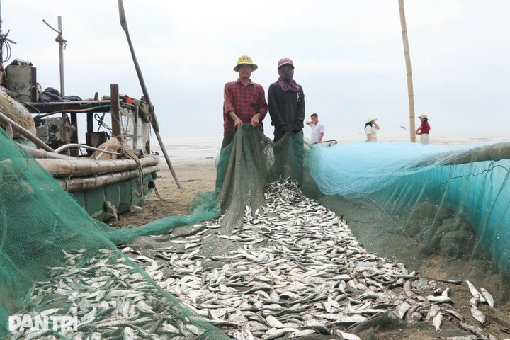 Grilled herring boom draws crowds to central Vietnam coast - 2