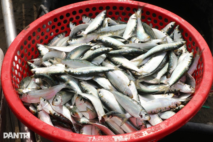 Grilled herring boom draws crowds to central Vietnam coast - 5