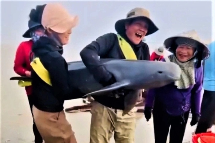 Ha Tinh fishermen release two dolphins caught in nets - 1