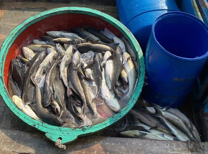 Mass cobia deaths hit Ly Son farmers - 1