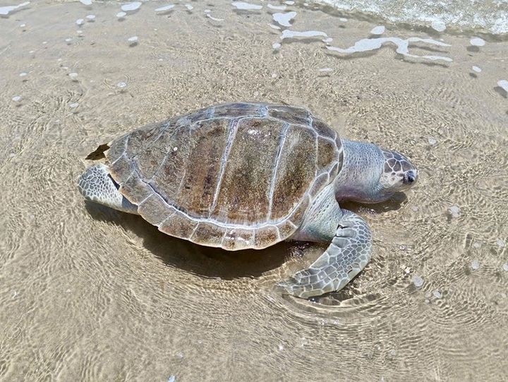 Dead sea turtle washes ashore in Vung Tau - 1 Dead sea turtle washes ashore in Vung Tau - 1