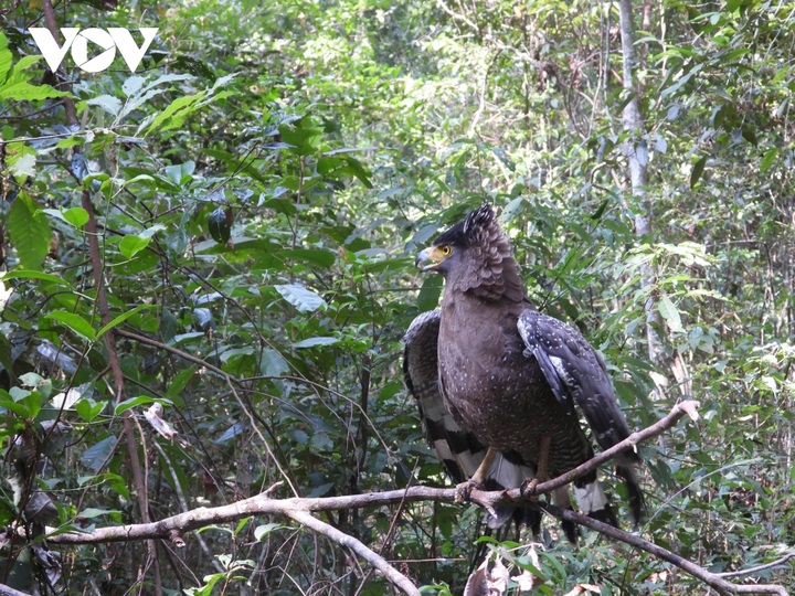 Gia Lai releases eight rare animals back into forest - 1
