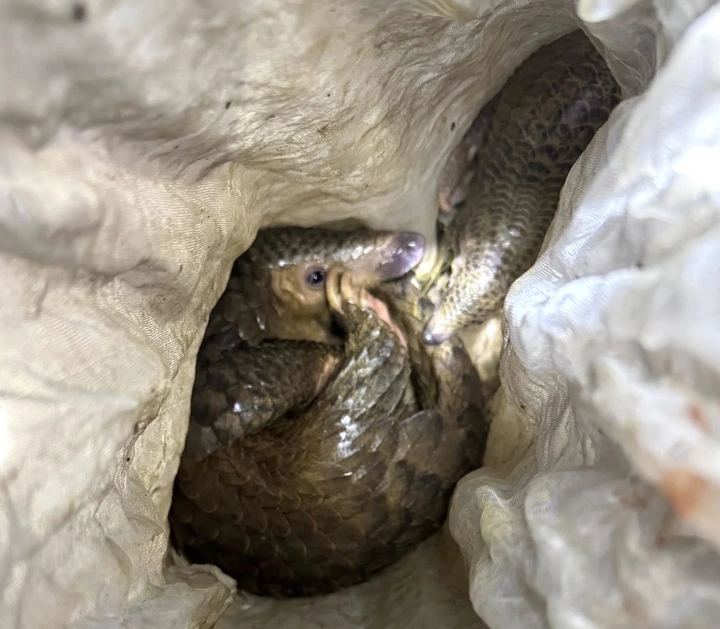 Two pangolins found on expressway in Quang Tri - 1