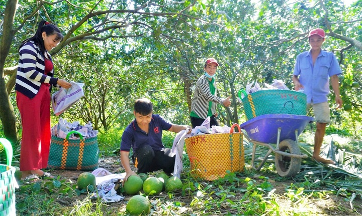 Vietnam ships first green pomelo consignment to Australia - 1