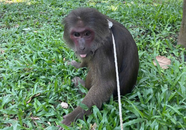 Rare red-faced macaque spotted at Hue pagoda - 1