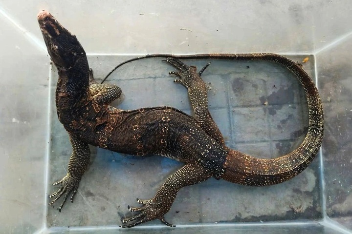 Rare water monitor found inside home in Ca Mau - 1