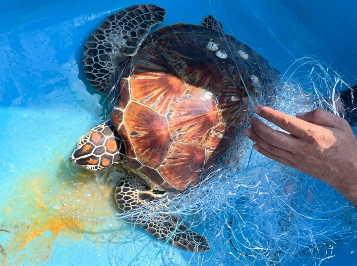 Lam Dong fishermen release endangered turtle back to sea - 1