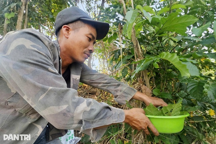 Gia Lai residents earn extra income hunting weaver ants - 1