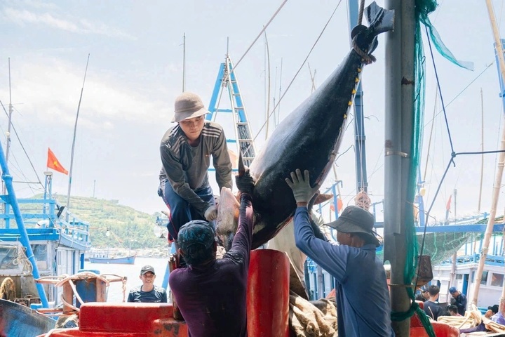 Fishermen haul ashore rare 110-kg tuna in Dak Lak - 1