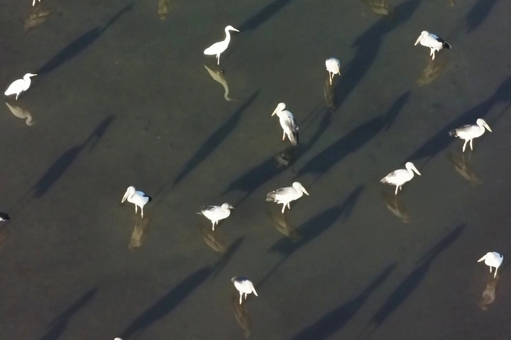 Quang Ngai bird flock identified as Asian openbills, not rare cranes - 1