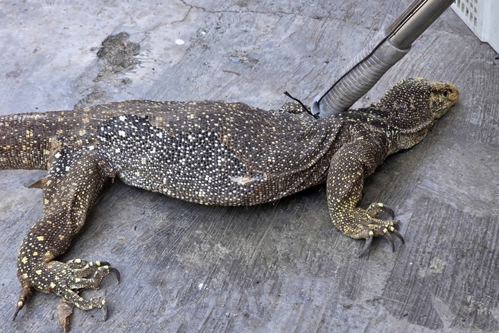 Man in Khanh Hoa hands over rare monitor lizard found on roadside - 1