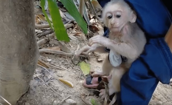 Rare red-faced monkey rescued from trap in Quang Tri forest - 1