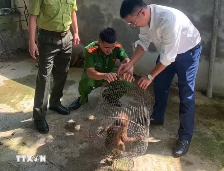 Rare red-faced monkey released back into wild in Nghe An - 1