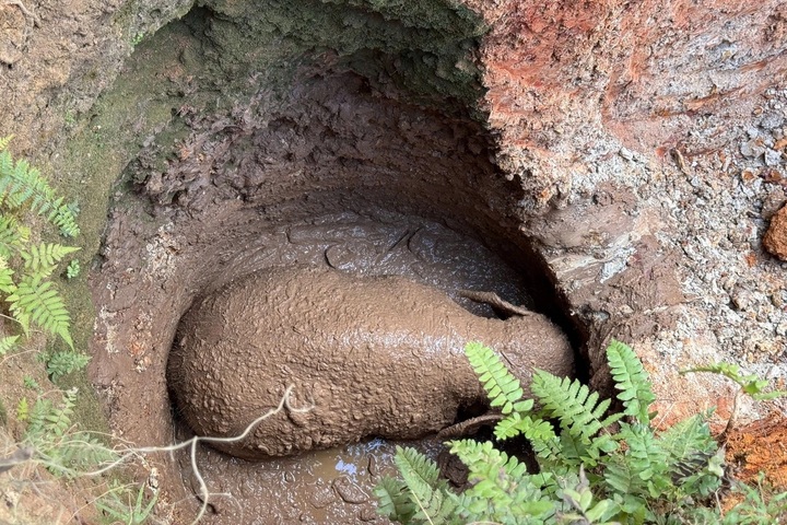 Rescuers save young elephant trapped in deep pit in Dong Nai - 1
