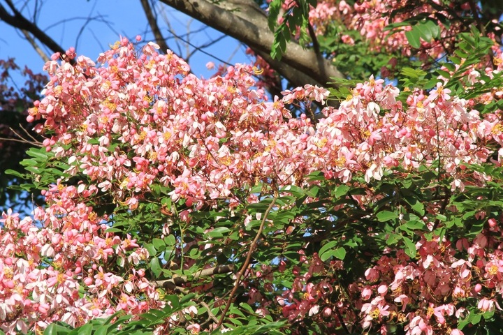 Pink cassia blossoms attract visitors to Gia Lai - 3