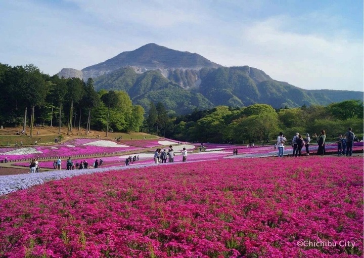 Spring blooms draw more Vietnamese visitors to Japan - 1