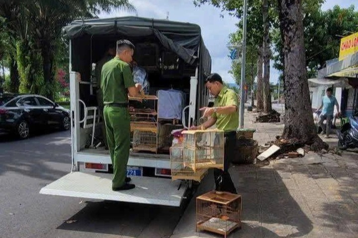 35 red-whiskered bulbuls confiscated in HCM City - 1