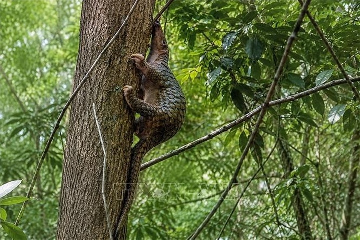 Endangered Sunda pangolin released back into the wild - 1
