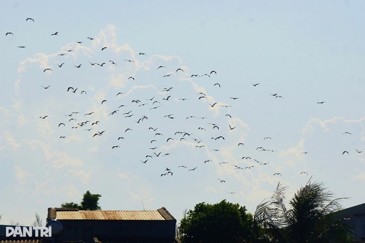 Gia Lai urges protection of Asian openbill flock - 1