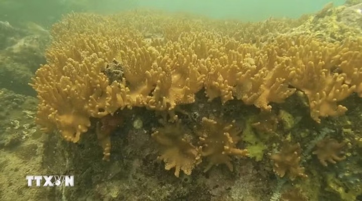 Two rare coral species found in Ca Mau marine reserve - 1