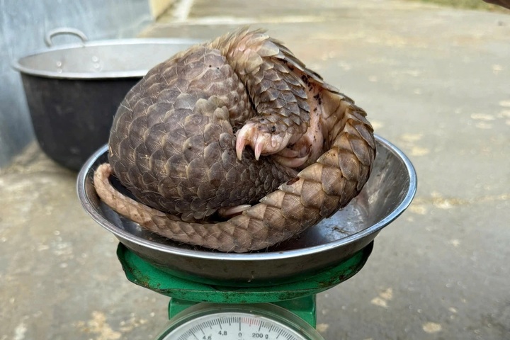 Rare pangolin rescued after being found in Nghe An neighbourhood - 1