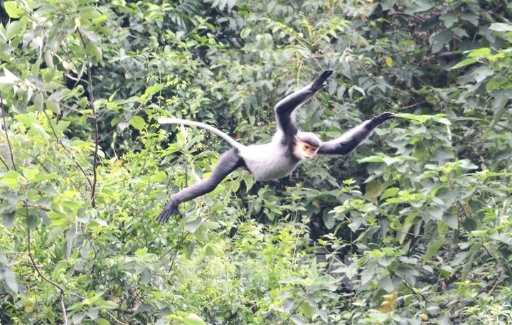 Danang seeks long-term plan to protect endangered grey-shanked douc - 1