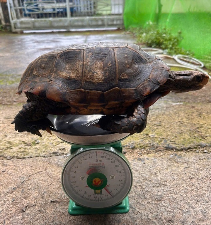 Lam Dong resident hands over rare elongated tortoise - 1 Lam Dong resident hands over rare elongated tortoise - 1