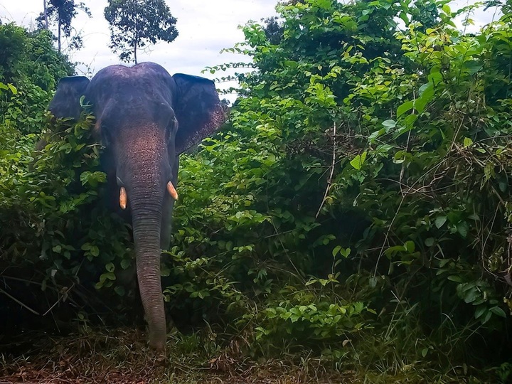 Danang opens eco-tour route to elephant reserve - 1 Danang opens eco-tour route to elephant reserve - 1