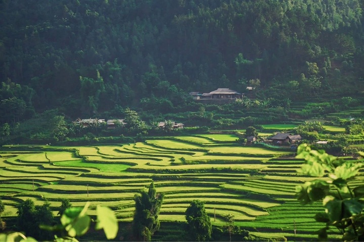 Tu Le to host month-long paragliding festival over golden rice fields - 1