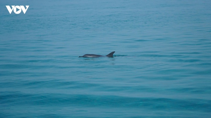 Pod of more than 10 dolphins spotted off Ly Son - 1 Pod of more than 10 dolphins spotted off Ly Son - 1