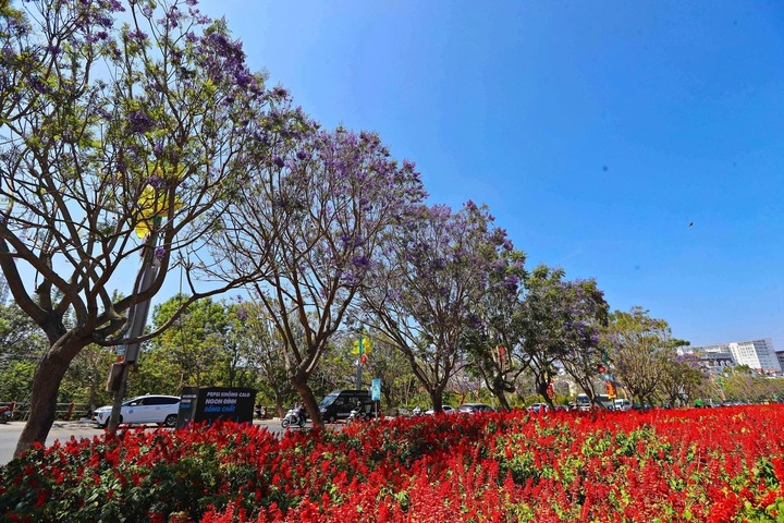 Dalat's purple jacarandas heavily pruned ahead of rainy season - 2