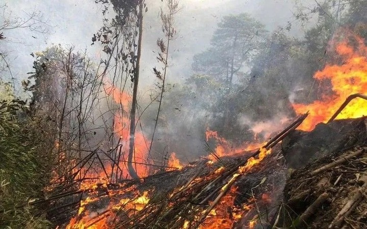 Forest fires break out across Gia Lai amid hot and windy weather - 1