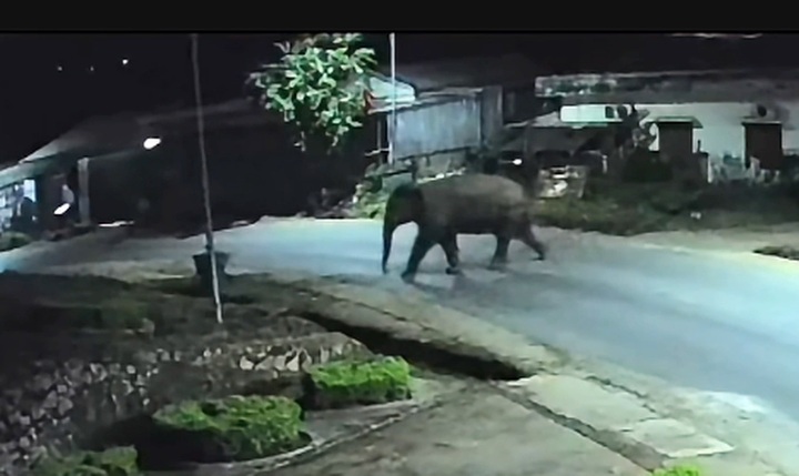 Wild elephant enters school grounds in Son La - 1