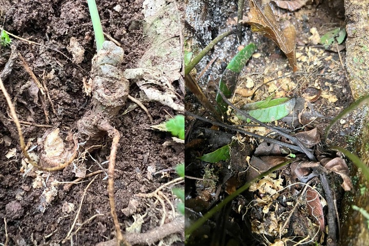 Mountain rats ravage Ngoc Linh ginseng farms in Quang Ngai - 1
