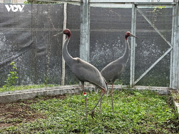 Tram Chim to receive third batch of red-crowned cranes from Thailand - 1 Tram Chim to receive third batch of red-crowned cranes from Thailand - 1