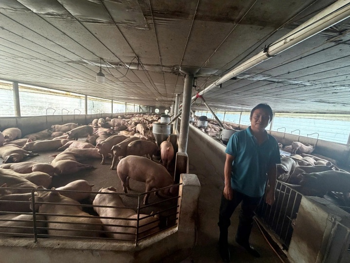 HCM City busts pig ring linked to 10,000 tonnes of tainted pork - 1 HCM City busts pig ring linked to 10,000 tonnes of tainted pork - 1