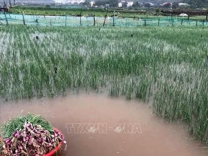 Heavy rain damages onion crops on Ly Son Island - 1