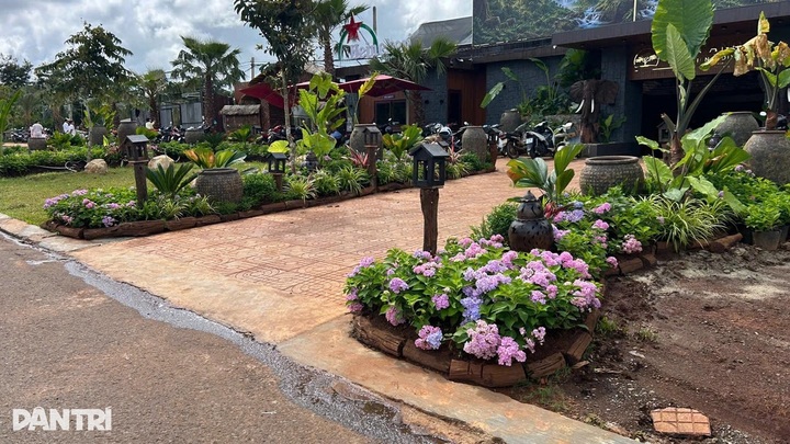 Dak Lak restaurant owner fined for planting 22 trees on pavement - 1