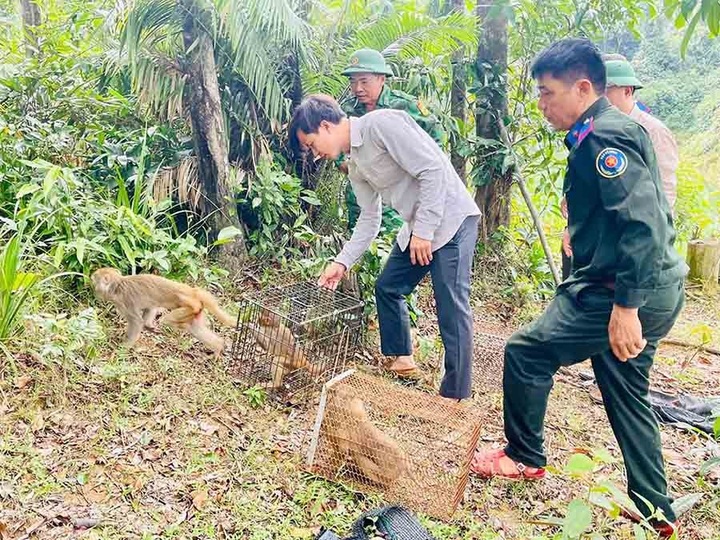 Vu Quang National Park releases 22 wild animals into the forest - 2
