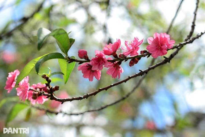 Ancient peach trees bloom three months before Tet in Dalat - 2