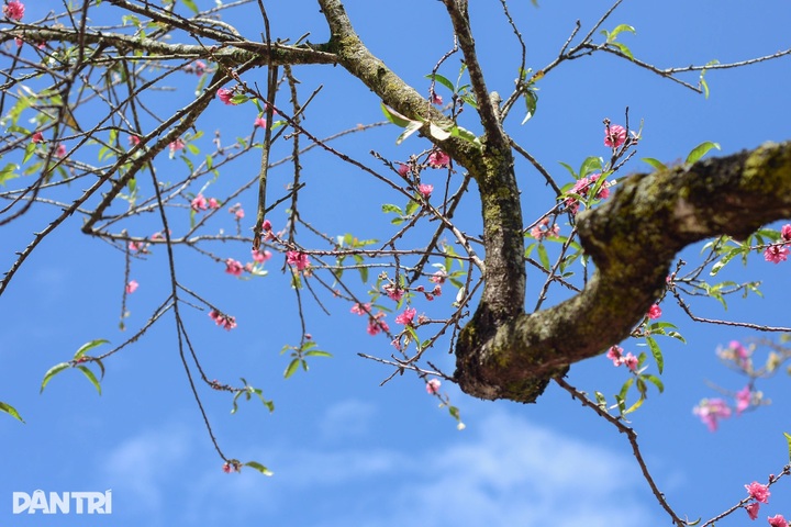 Ancient peach trees bloom three months before Tet in Dalat - 4