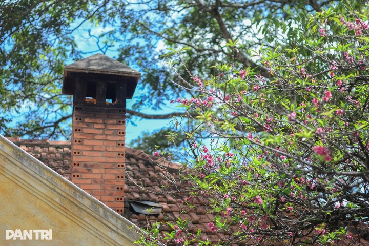 Ancient peach trees bloom three months before Tet in Dalat - 7