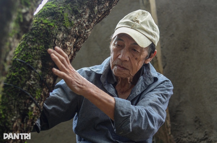 Ancient peach trees bloom three months before Tet in Dalat - 6